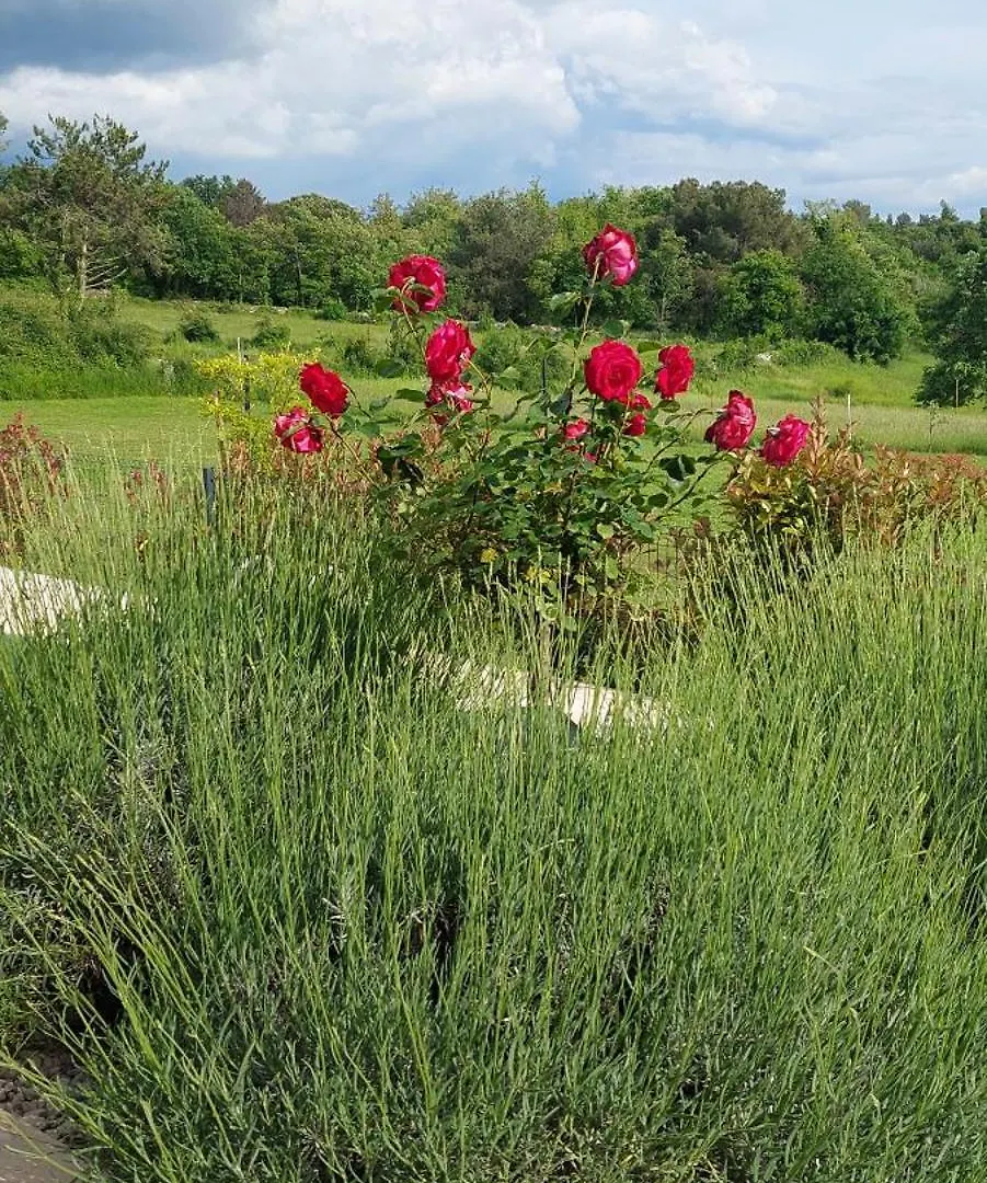Villa Marko Aurelia Tar-Vabriga